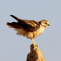 Atlas Long-legged Buzzard